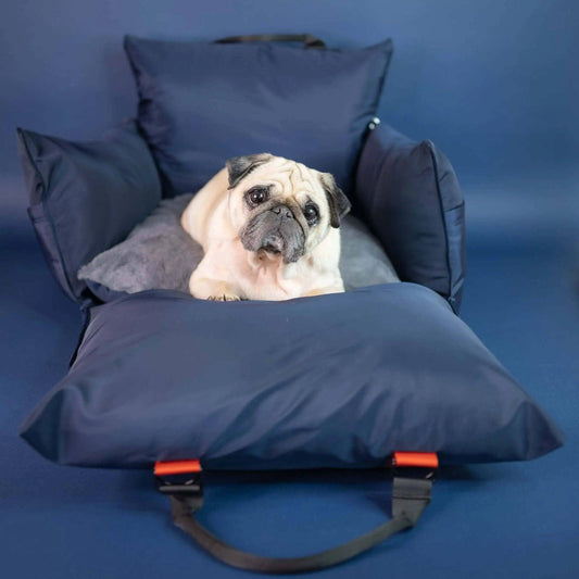 Caring for Senior Pets: 10 Easy Ways to Help Your Aging Dog or Cat Thrive