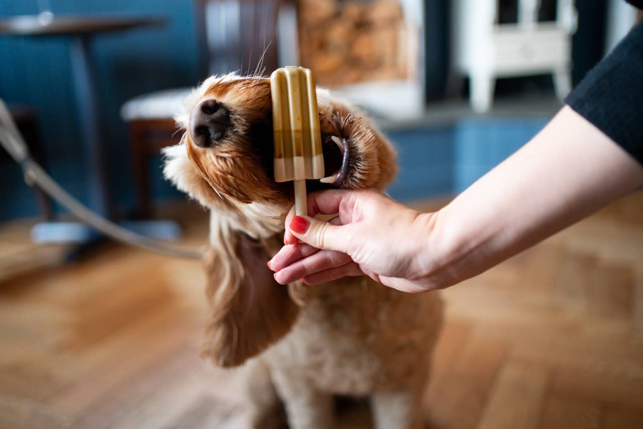 Cool Treats for Cool Dogs! āļøš¾