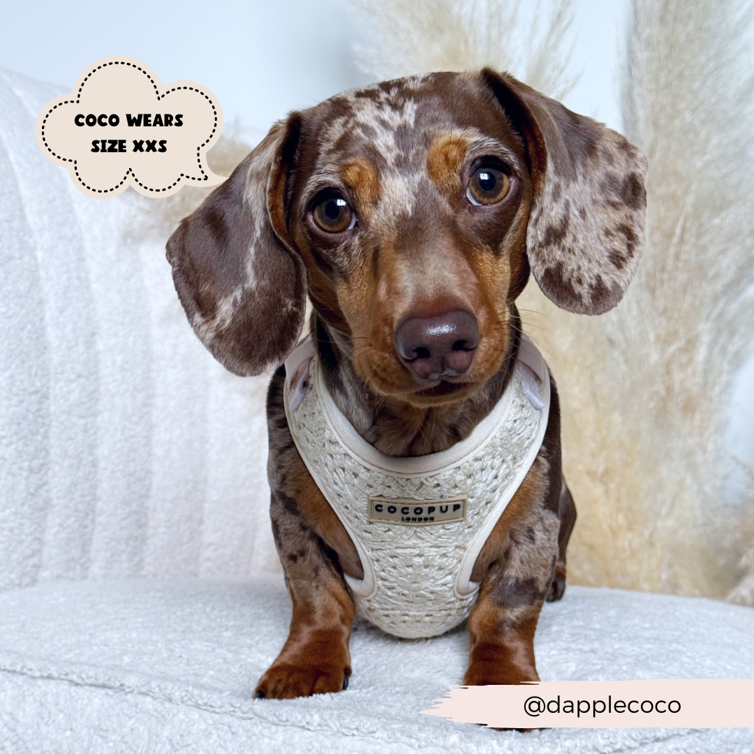 Festival Crochet Dog Harness – Adjustable, Lightweight & Stylish for Spring and Summer Walks
