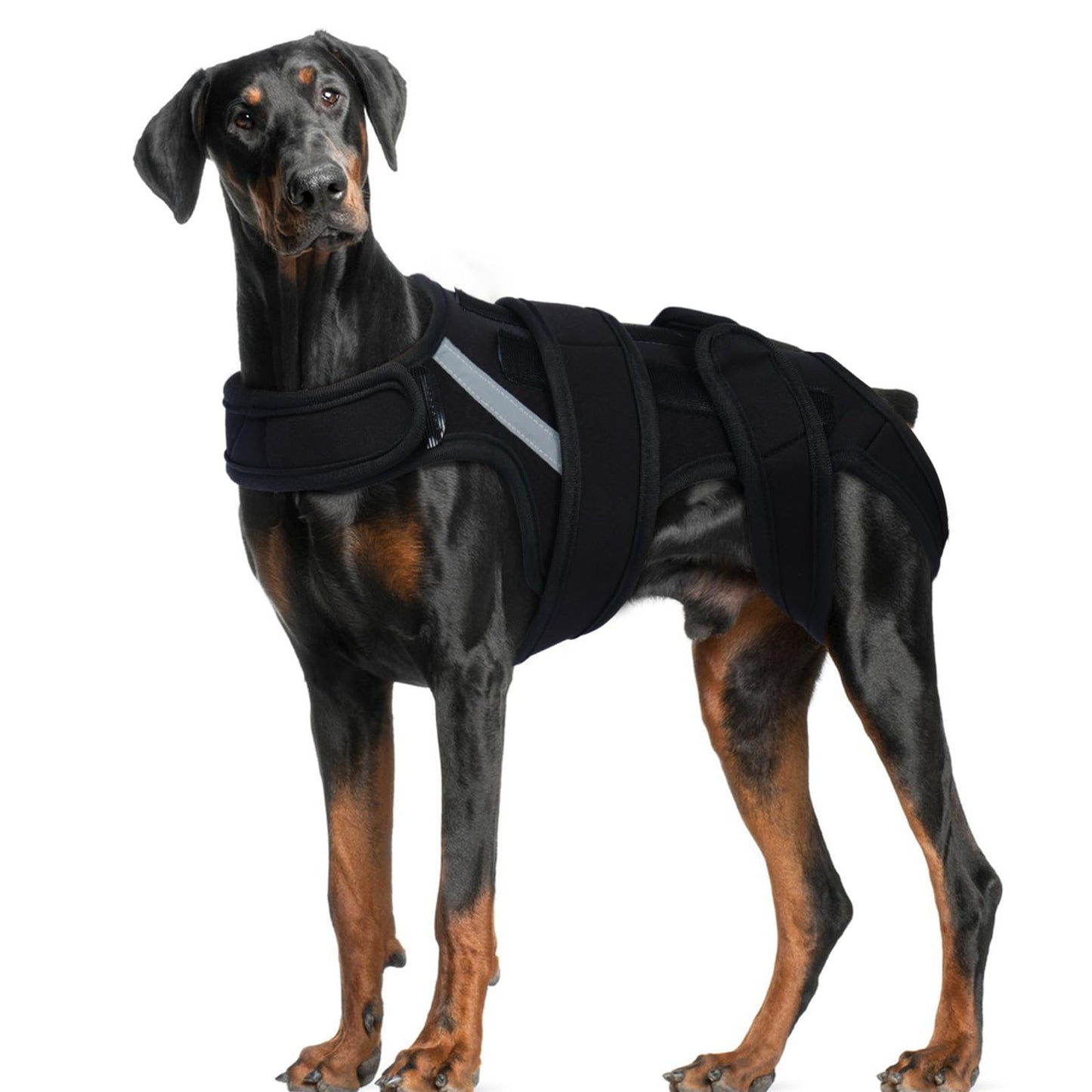 Dog Back Brace M, Adjustable Spine Support Vest for IVDD, Slipped Disc, Herniated Disc, Arthritis, Post Surgery Recovery, Back Pain Relief for Dachshund,Corgi