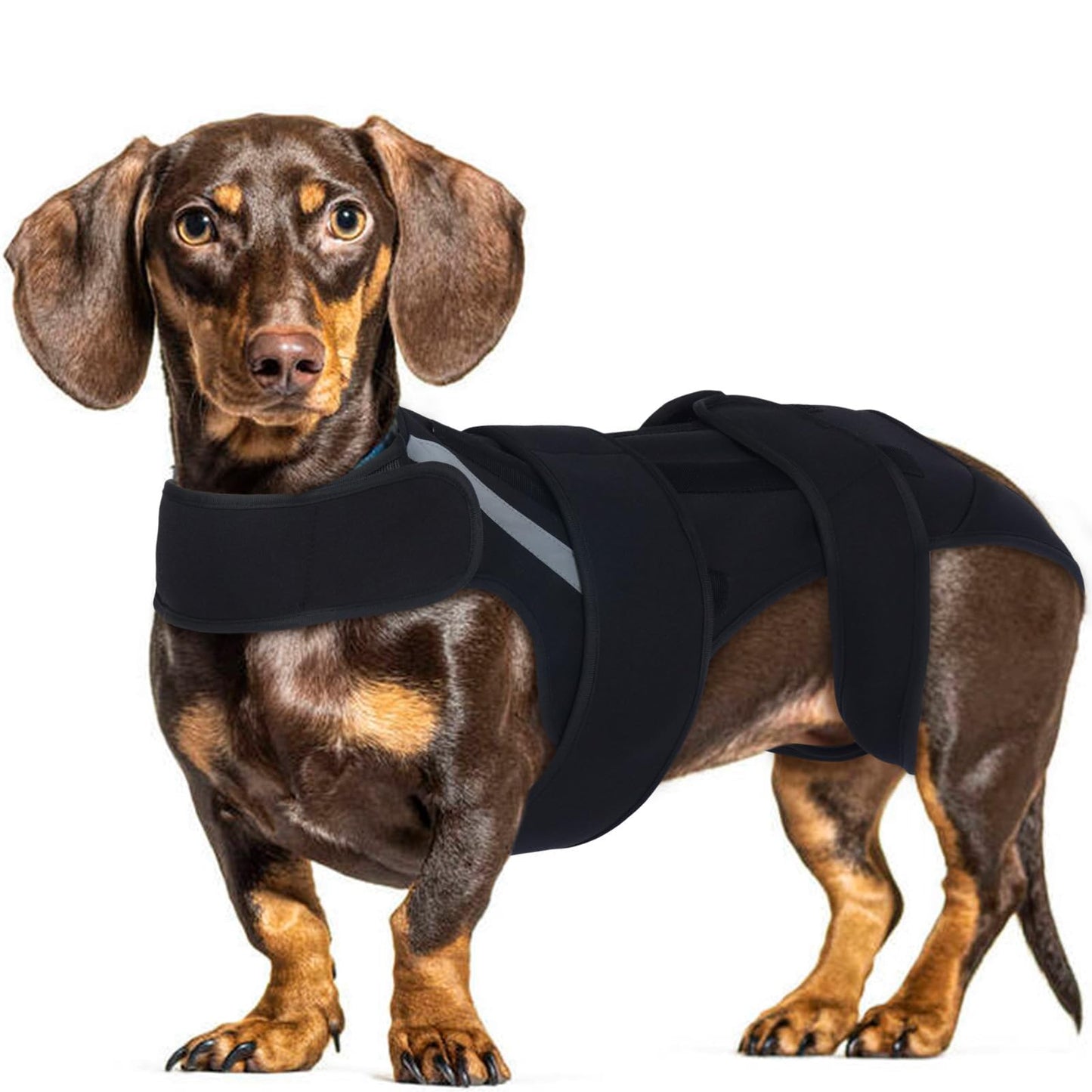 Dog Back Brace M, Adjustable Spine Support Vest for IVDD, Slipped Disc, Herniated Disc, Arthritis, Post Surgery Recovery, Back Pain Relief for Dachshund,Corgi