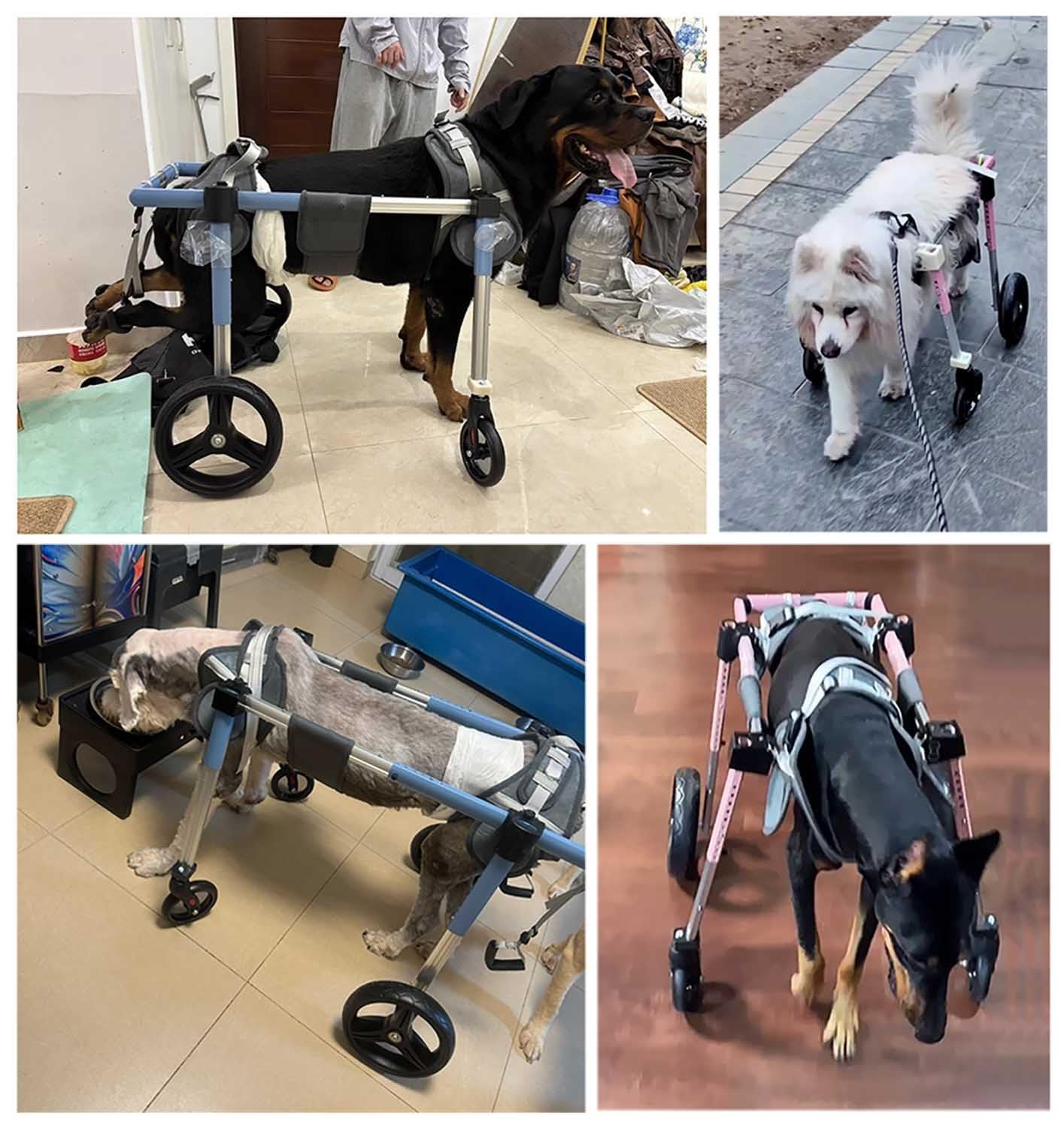Adjustable Dog Cart Wheelchair Full Body, Dachshund Dog Mobility Cart with Four Wheel, Comfort Pet Dog Rehabilitation Equipment for Old/Injured Dogs