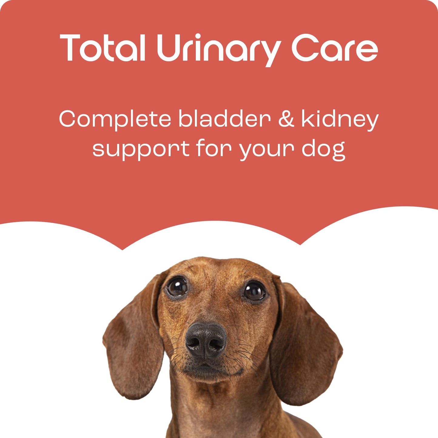 Puptons Total Urinary Care | Dog UTI, Incontinence & Cystitis Relief Tablets | Natural Ingredients | Advanced Bladder & Kidney Support for Dogs (30 Tablets) | Puptons
