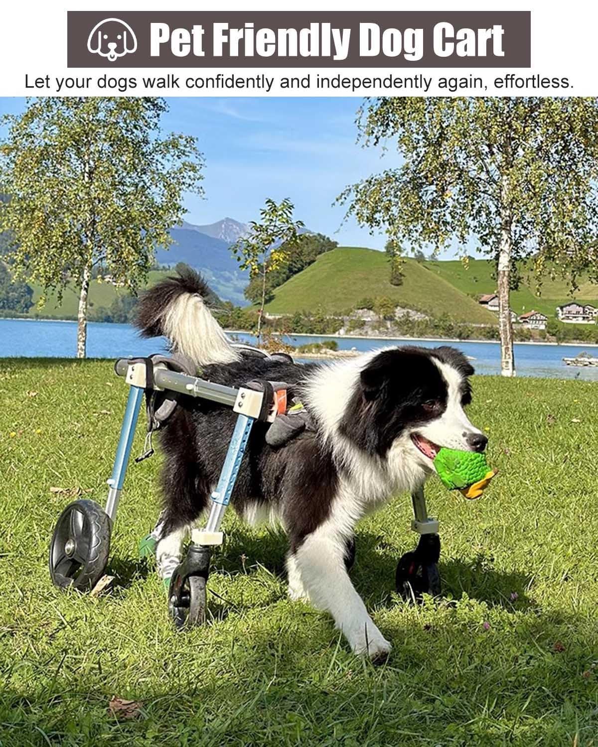 Adjustable Dog Cart Wheelchair Full Body, Dachshund Dog Mobility Cart with Four Wheel, Comfort Pet Dog Rehabilitation Equipment for Old/Injured Dogs
