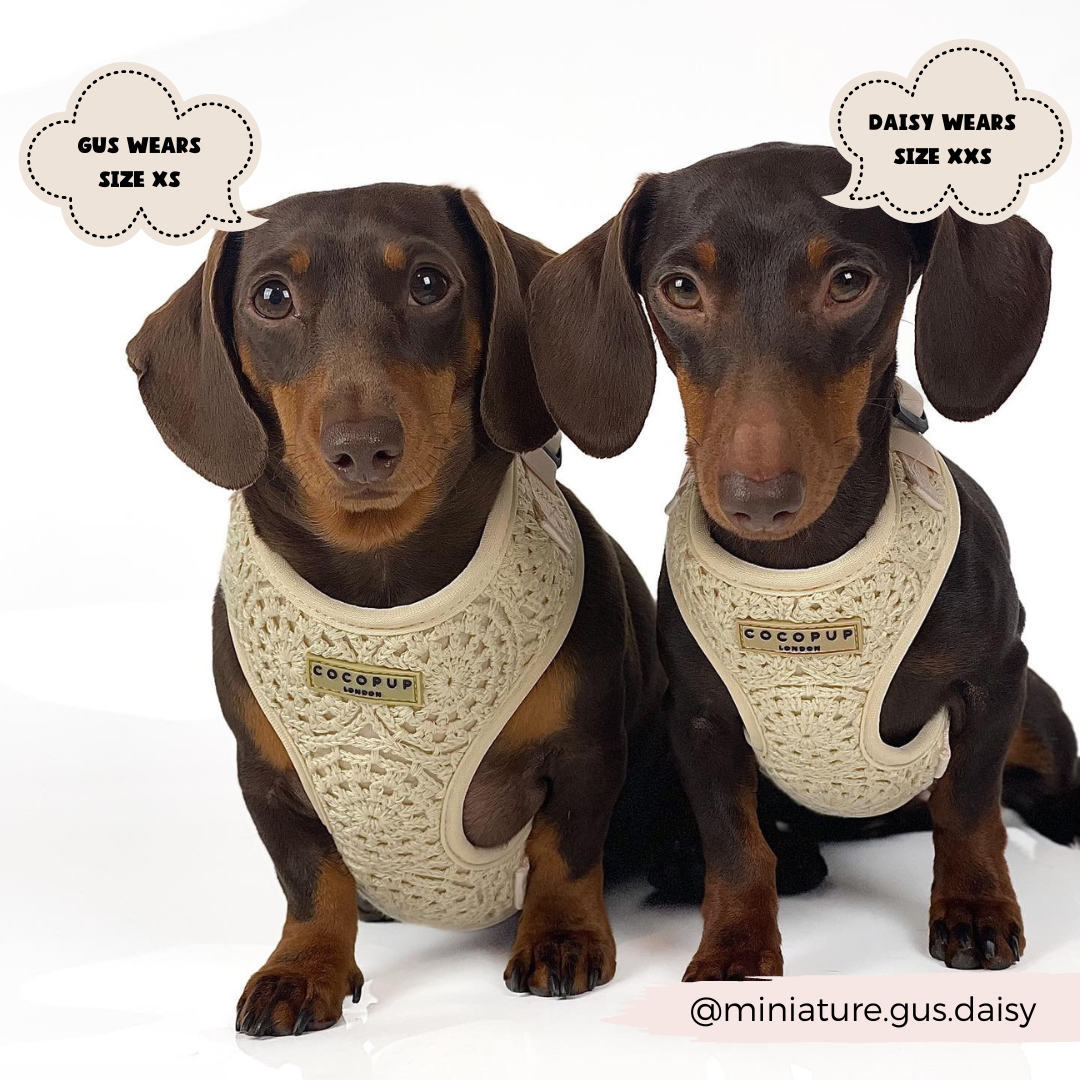 Festival Crochet Dog Harness – Adjustable, Lightweight & Stylish for Spring and Summer Walks