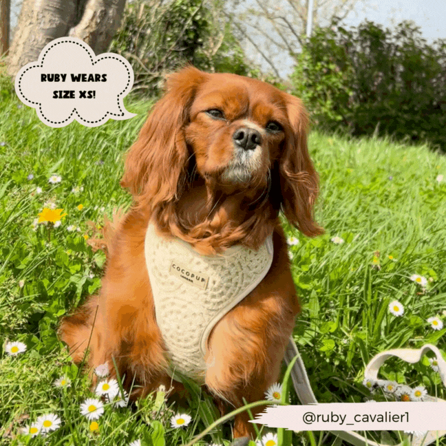 Festival Crochet Dog Harness – Adjustable, Lightweight & Stylish for Spring and Summer Walks
