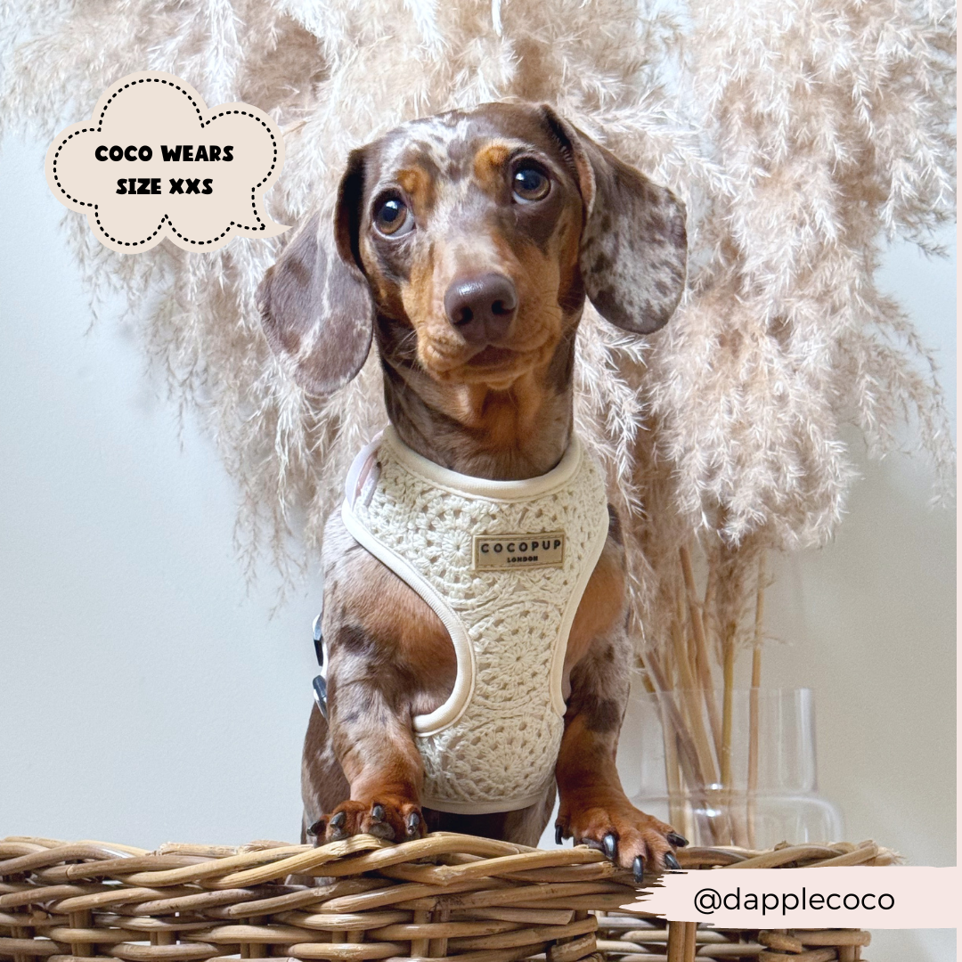 Festival Crochet Dog Harness – Adjustable, Lightweight & Stylish for Spring and Summer Walks