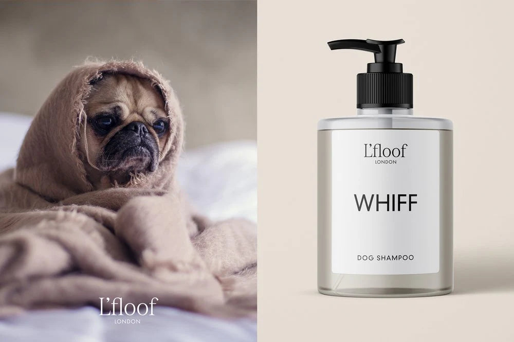 L’floof Sweet Orange Shampoo  Luxury Grooming for the Pets You Adore - 500ml - L'floof WHIFF