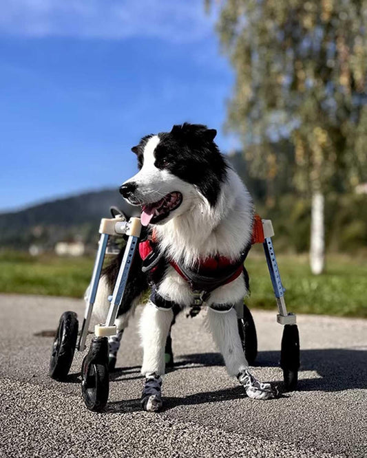 Adjustable Dog Cart Wheelchair Full Body, Dachshund Dog Mobility Cart with Four Wheel, Comfort Pet Dog Rehabilitation Equipment for Old/Injured Dogs